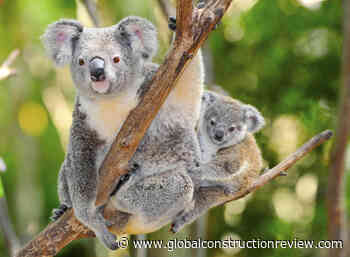 1,800ha koala sanctuary planned for western Sydney - Global Construction Review