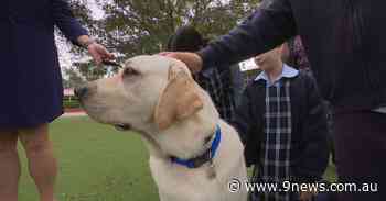 New furry friend employed at Sydney school to ease anxiety - 9News