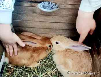 Ad Arcore il Nido Scuola Dadà, i bambini crescono tra natura e digitale - MBNews