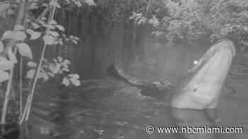 Video Shows Florida Alligators Bellowing as Mating Season Begins