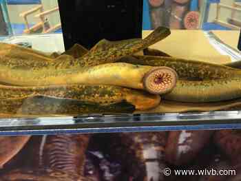 Crew to assess potential threat of sea lampreys in Niagara River