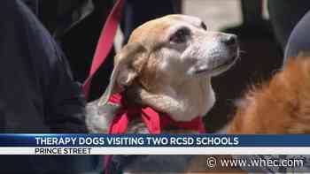 Therapy Dogs Visit two Rochester schools