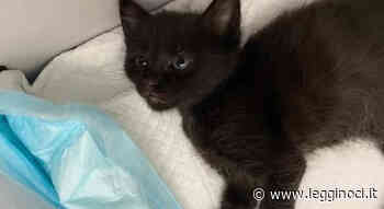 Automobilista investe un gattino e scappa - LeggiNoci.it