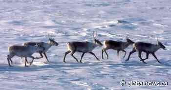 Environmental groups rip new caribou protection deal between Ontario and Ottawa