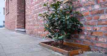 Groen Izegem pleit voor geveltuinen in plaats van tegeltuintjes - Het Laatste Nieuws