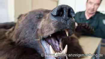 Tierschützer fordern Jagdtrophäen-Verbot