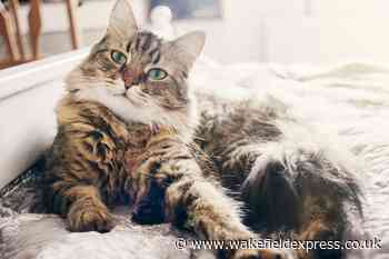 What are the best pets for older people? - Wakefield Express