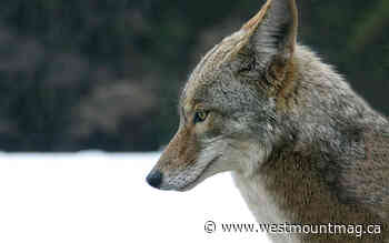 Tips on how to interact with wildlife this spring - WestmountMag.ca