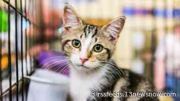 Cat rescue in Virginia Beach takes in 20 rescues at once, seeking support