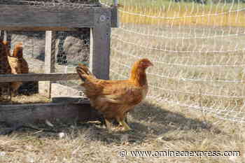 UPDATE: BC avian flu spreading debate about bird managment – Vanderhoof Omineca Express - Omineca Express