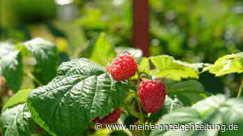Himbeeren im Frühling pflanzen: Wichtige Tipps für den Garten