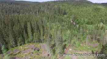 Podcast: Forest of the Future Library - Atlas Obscura