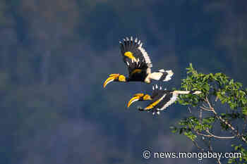 As animal seed dispersers go the way of the dodo, forest plants are at risk - Mongabay.com