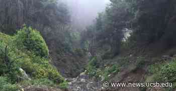 Understanding Forest Ecosystems | The UCSB Current - The UCSB Current