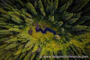 Forest poll part of anti-Canadian trade campaign, industry says – Ladysmith Chronicle - Ladysmith Chronicle