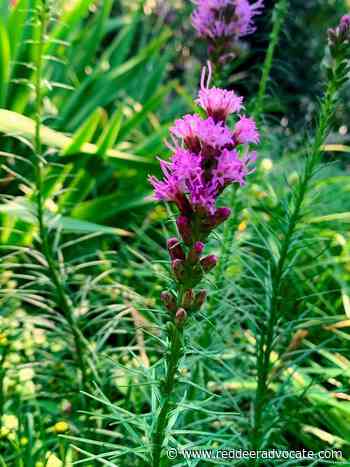 Plant this, not that: Native alternatives to invasive plants - Red Deer Advocate