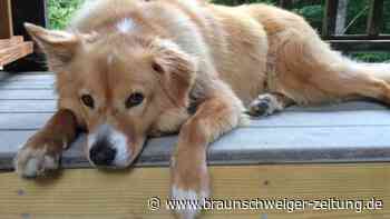 Schlauer Collie, treuer Boxer? Rasse bedingt Verhalten kaum