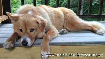 Schlauer Collie, treuer Boxer? Rasse bedingt Verhalten kaum