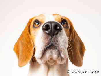 Beegol raises $4.2m for diagnostic and self-healing network technology