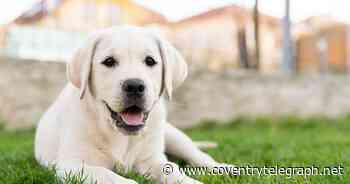 Seven-month-old Coventry puppy has emergency surgery leaving him with one eye - Coventry Live