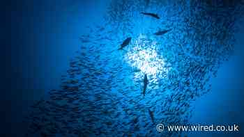 It’s Not Too Late to Stop Mass Extinction in the Ocean