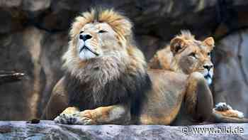 Zoo Dresden: Dresdner Löwe Jago tot | Regional - BILD