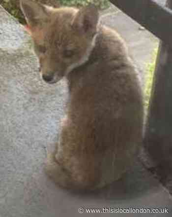 Friendly Fox by Lara Phillips, Wimbledon High School