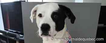 Non, la race d'un chien ne permet pas de prédire son caractère