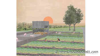 Architektur für Schweine - wochenblatt.com