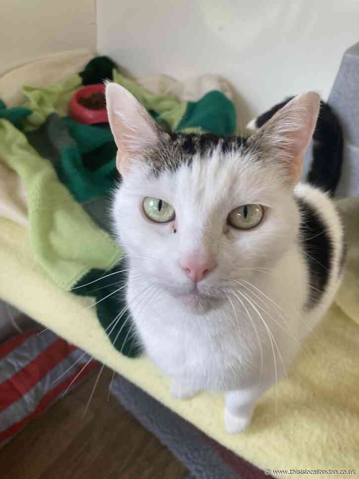 Finding homes for abandoned cats- Alana Brown, Newstead Wood School