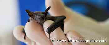 Une planète plus chaude, des animaux plus malades