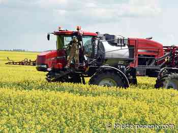 Less canola, more wheat as farmers return to fields