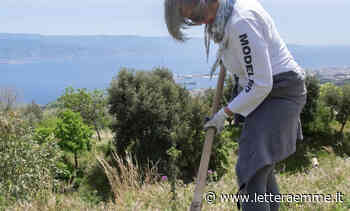 Cinquanta alberi in più in città grazie a PuliAmo Messina - Lettera Emme
