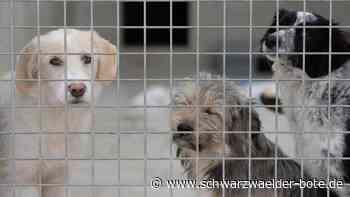 Tierschutz Zollernalb - Mehr Geld für Hund, Katze & Co. - Schwarzwälder Bote