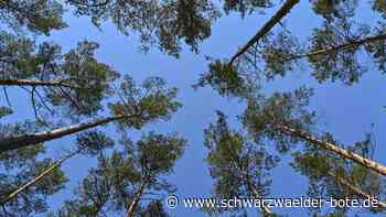 Stadtwald Rosenfeld - Nadelbäume leiden unter Klimawandel - Schwarzwälder Bote