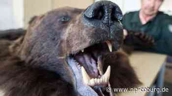 Brief an Umweltministerin - Tierschützer fordern Jagdtrophäen-Verbot - Neue Presse Coburg