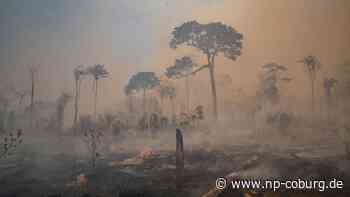 Studie - Weiterhin viel zerstörter tropischer Urwald - Neue Presse Coburg