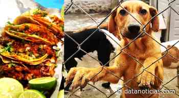 Carniceros "mataperros" del Edomex quedarán libres para enfrentar juicio - Datanoticias