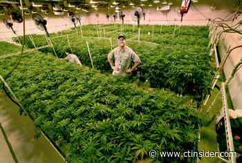Dan Haar: Cannabis retail applications flooding into state as deadlines near - CT Insider