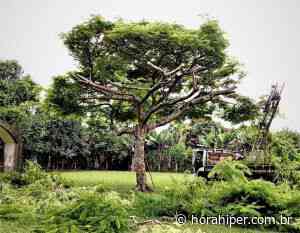 Transplante de árvore acontece hoje em Capivari - Hora Hiper