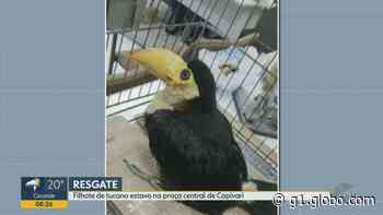 Filhote de tucano é resgatado na Praça Central de Capivari - Globo
