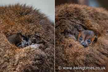 'Absolutely tiny' twin red-bellied lemurs born at Chester Zoo - Ealing Times
