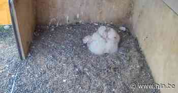 Vijfde kuiken komt ter wereld in nest van slechtvalken in Oudenaarde - Het Laatste Nieuws