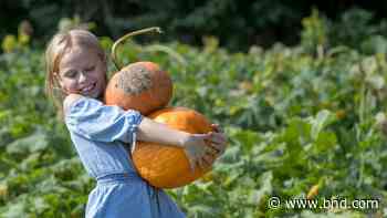From gondola skytours to plush orchards, here’s 7 hidden gems around southwest IL - Belleville News-Democrat