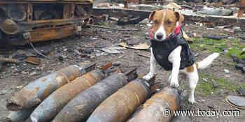Meet Patron, the dog who loves cheese and sniffs out mines in Ukraine