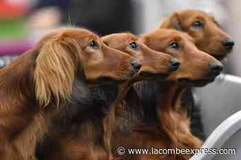 Your dog’s personality may have little to do with its breed - Lacombe Express