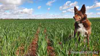 Roads in Geraldton estate to pay tribute to contribution of grain industry - The West Australian
