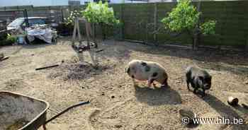 Hangbuikzwijnen krijgen nieuwe thuis in Vosselaar | Beerse | hln.be - Het Laatste Nieuws