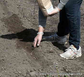 Creston Community Seed Bank Society: New to gardening? Here’s some tips - Creston Valley Advance