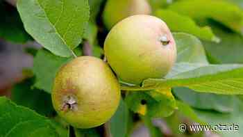 Offene Türen im Pflanzenhof Zöthen